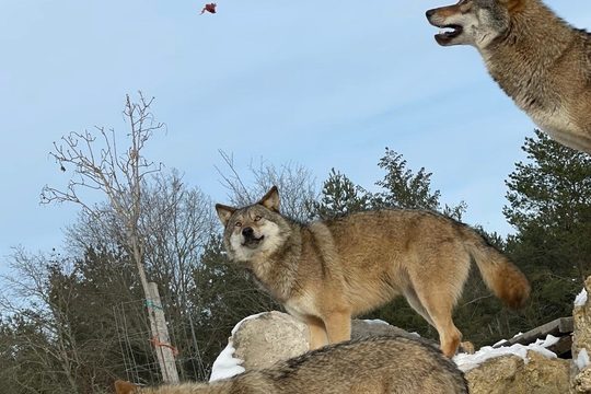 Le loup est dans la perlerie !