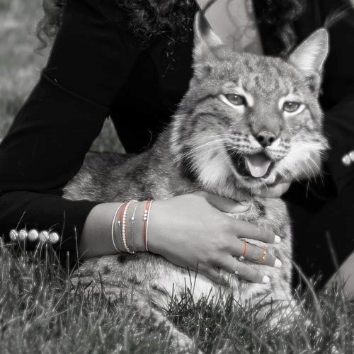 Les coulisses du shooting avec un Lynx