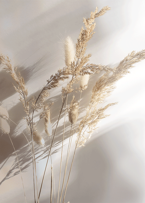 Redline celebra Pure